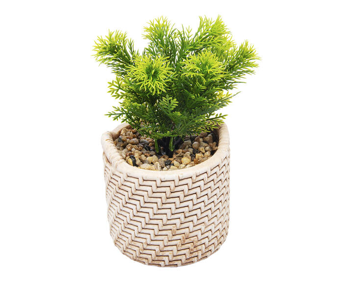 Cachepot Palha com Suculenta - image 1