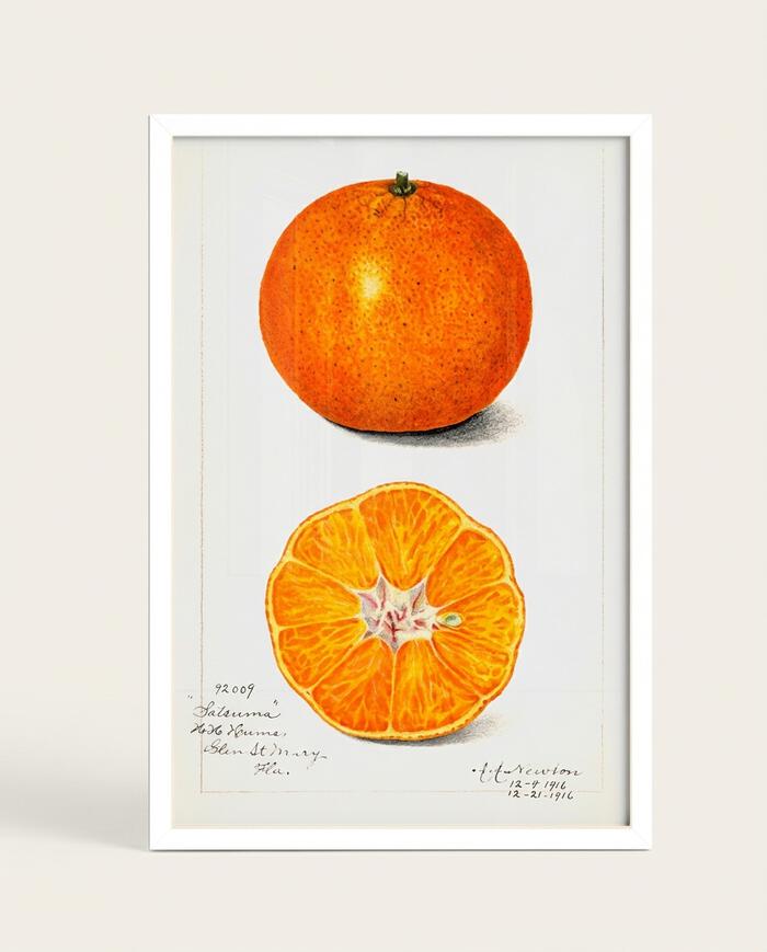 Quadro Laranja Vintage com Moldura Branca - image 0