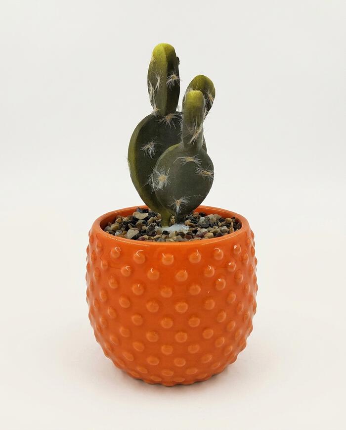 Vaso com Suculenta Laranja - image 0