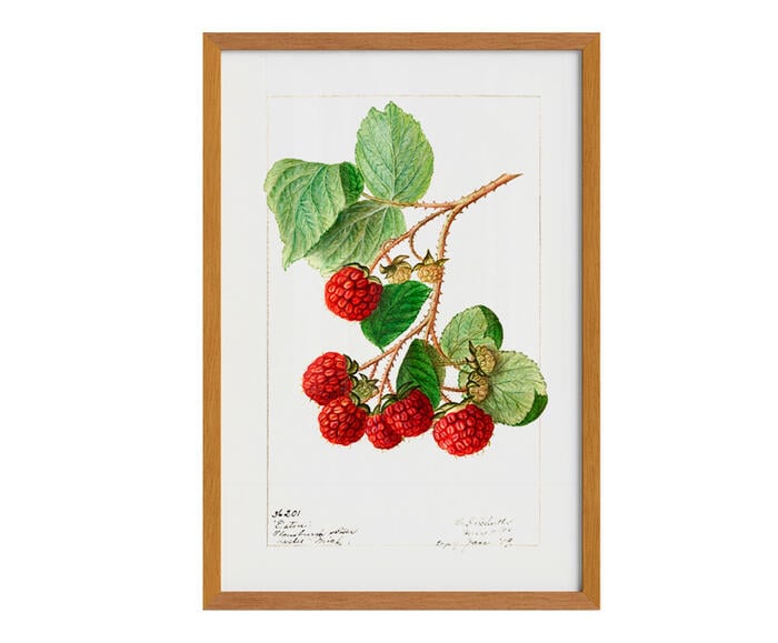 Quadro Framboesa Vintage com Moldura em Madeira - image 1