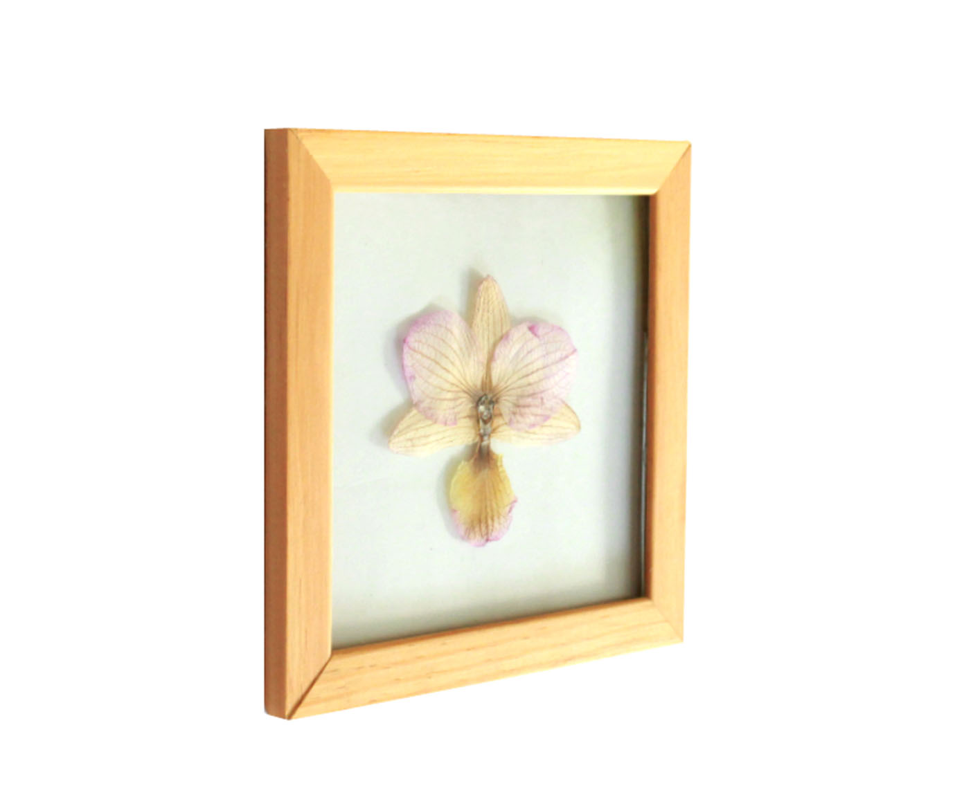 Quadro Orqu&iacute;dea Pinus image number 1