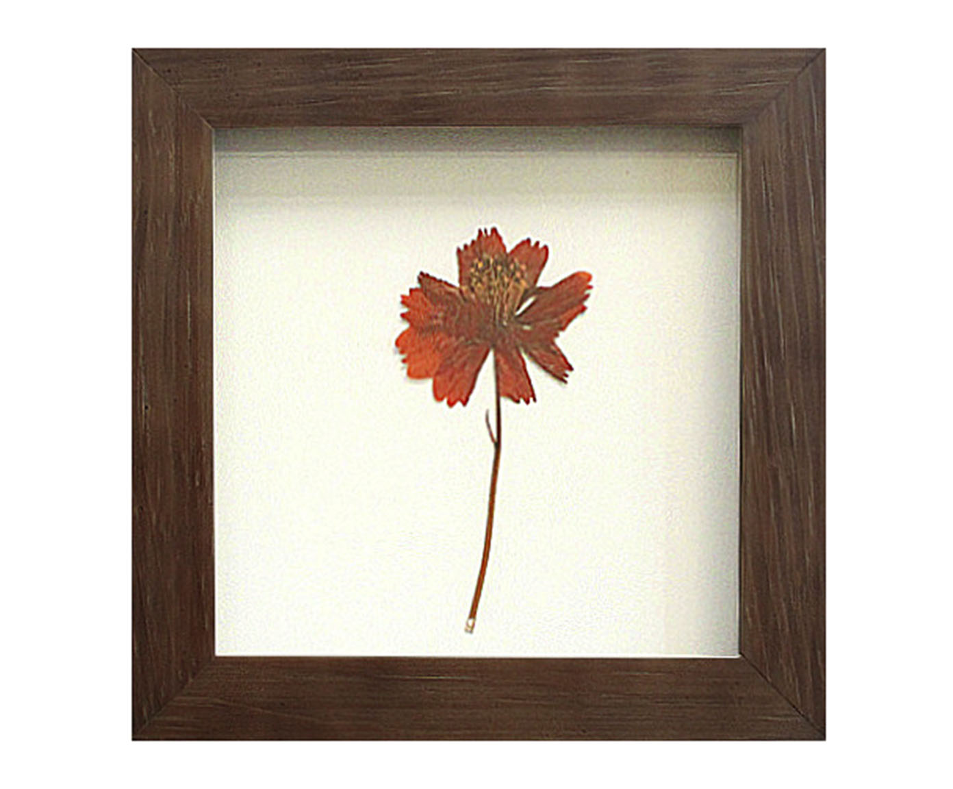 Quadro Cosmos Imbuia image number 0