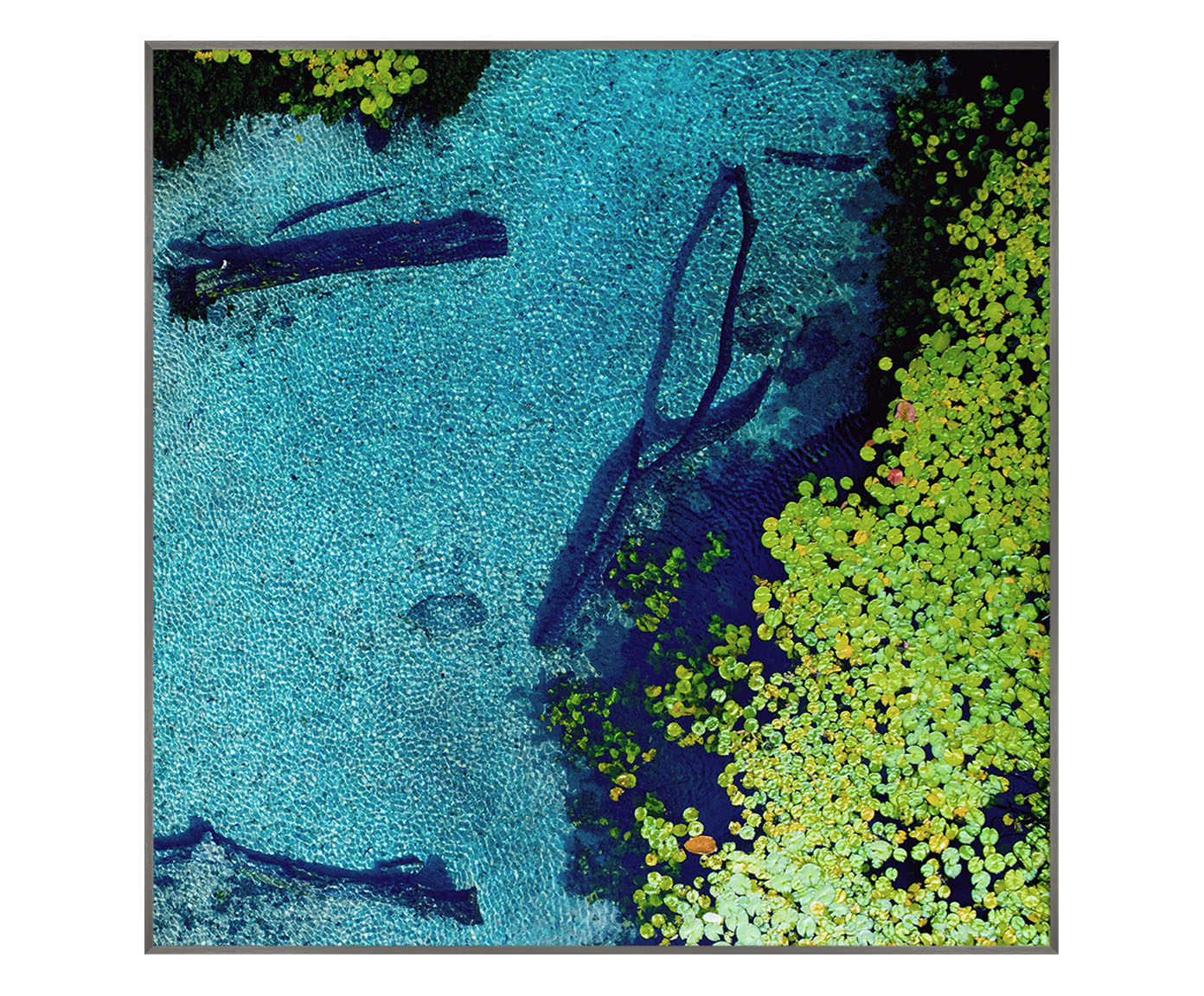 Quadro &Aacute;guas e Vit&oacute;ria-R&eacute;gia - Reinaldo Giarola - image 0