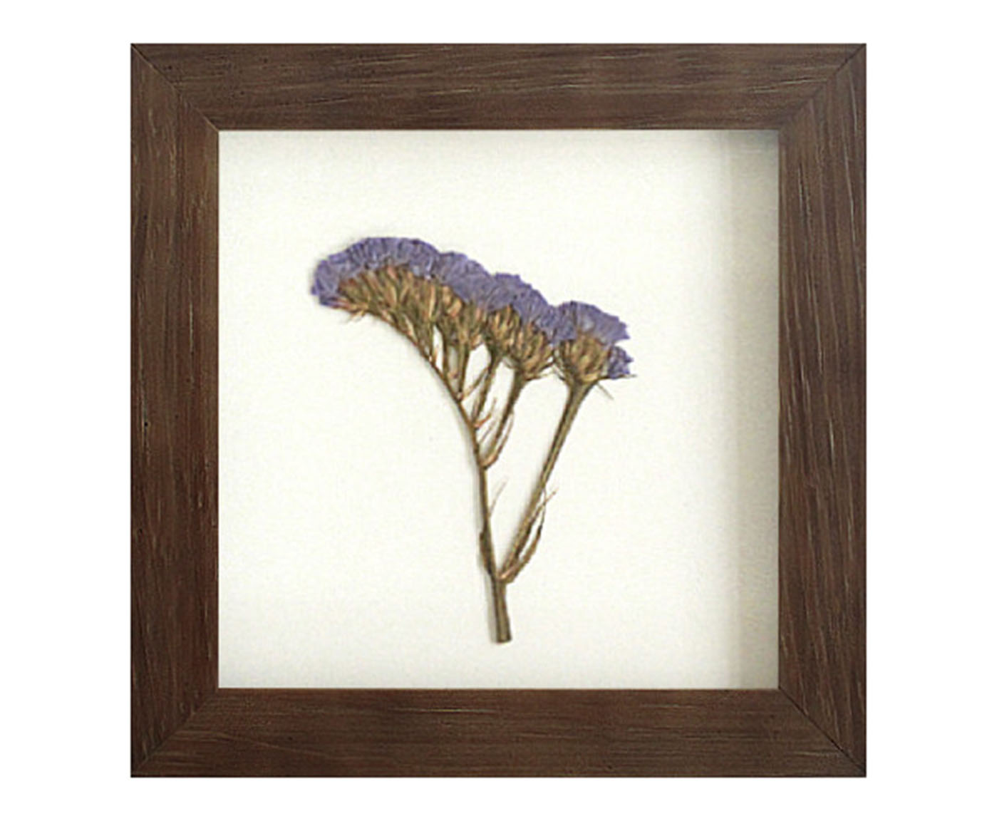 Quadro Statice Roxa Imbuia image number 0