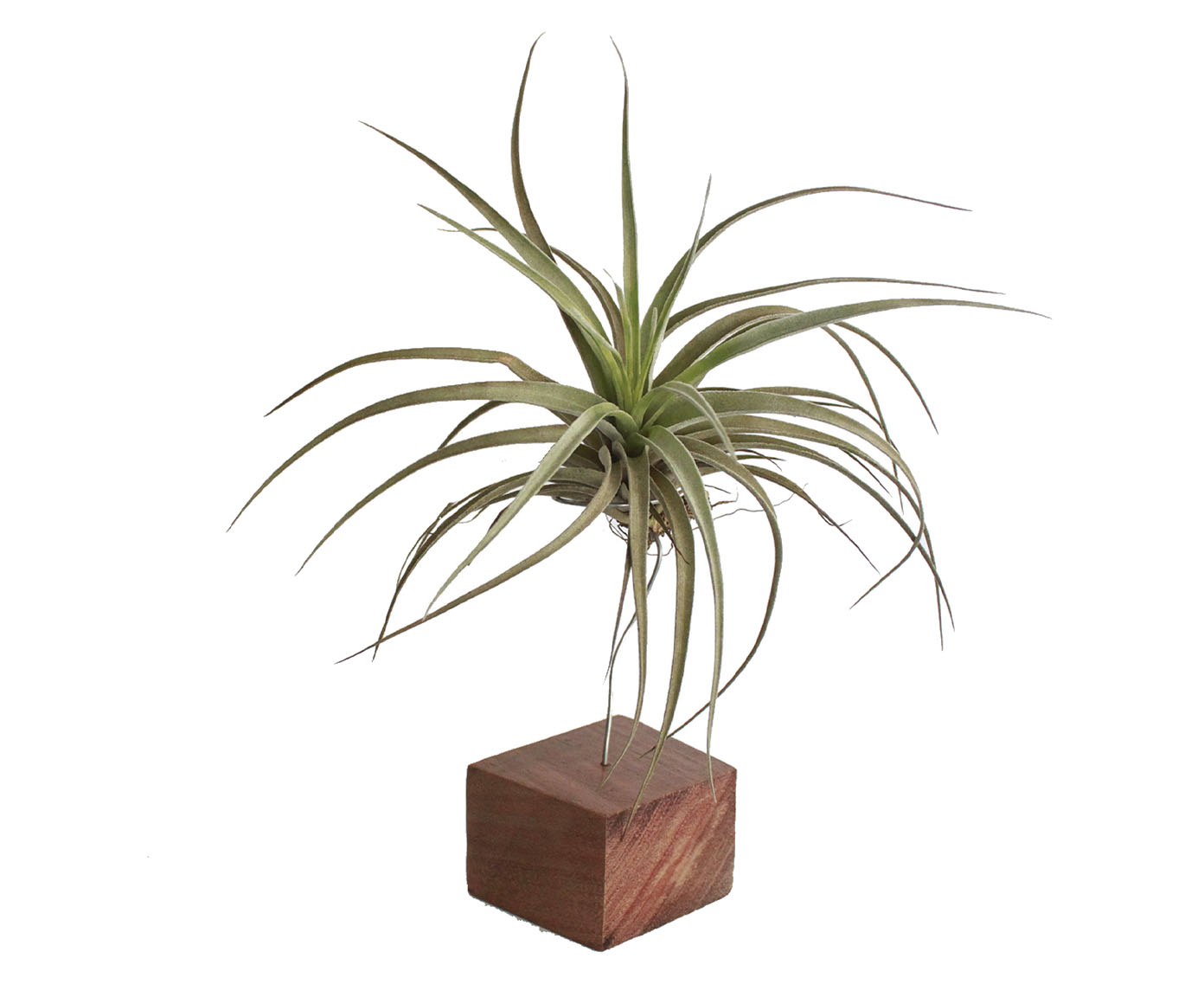 Suporte Tillandsia image number 0