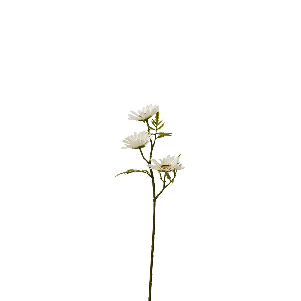 Planta Margarida Branca - image 0
