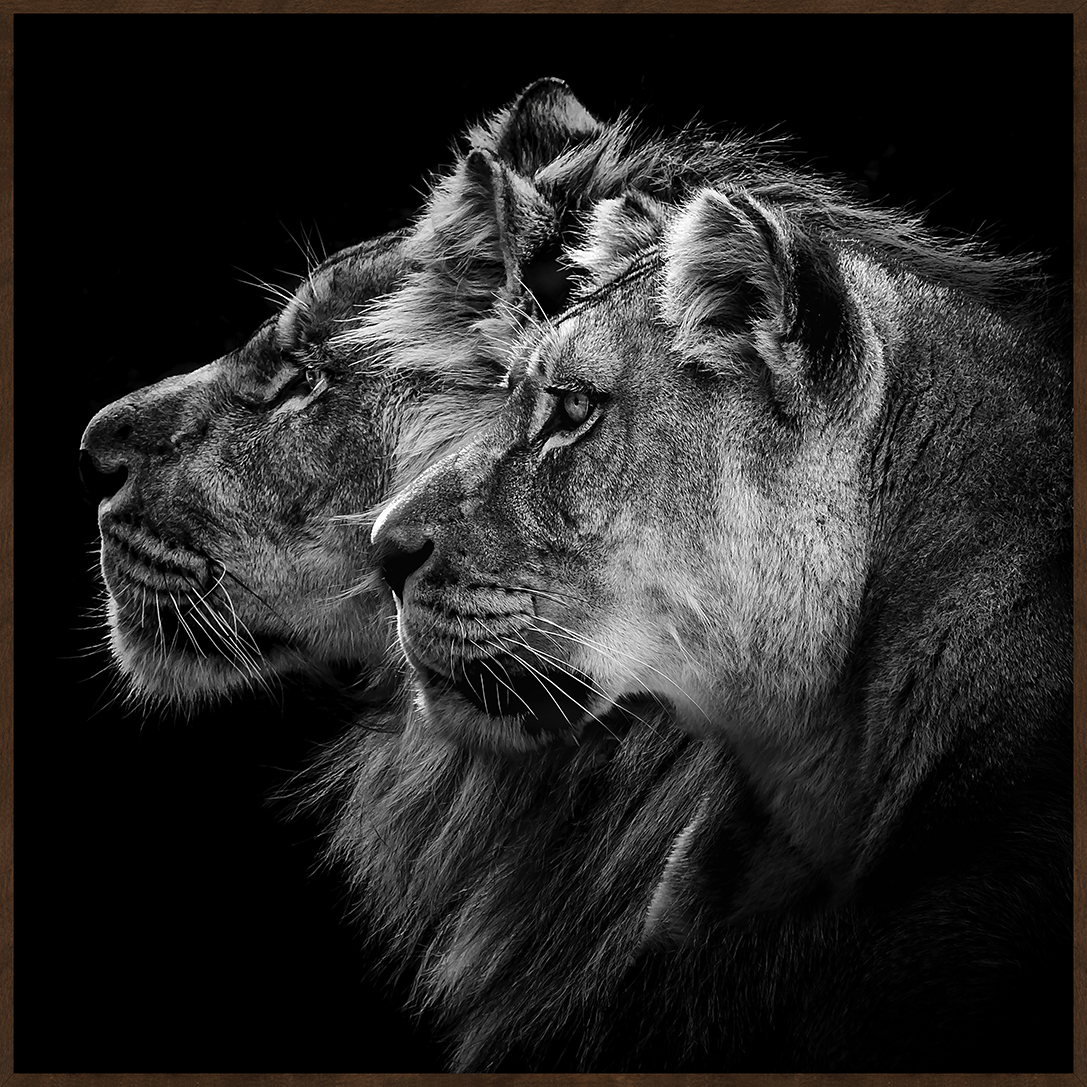 EYES OF NATURE (MD1082) - 60X60 60x60cm - image 0