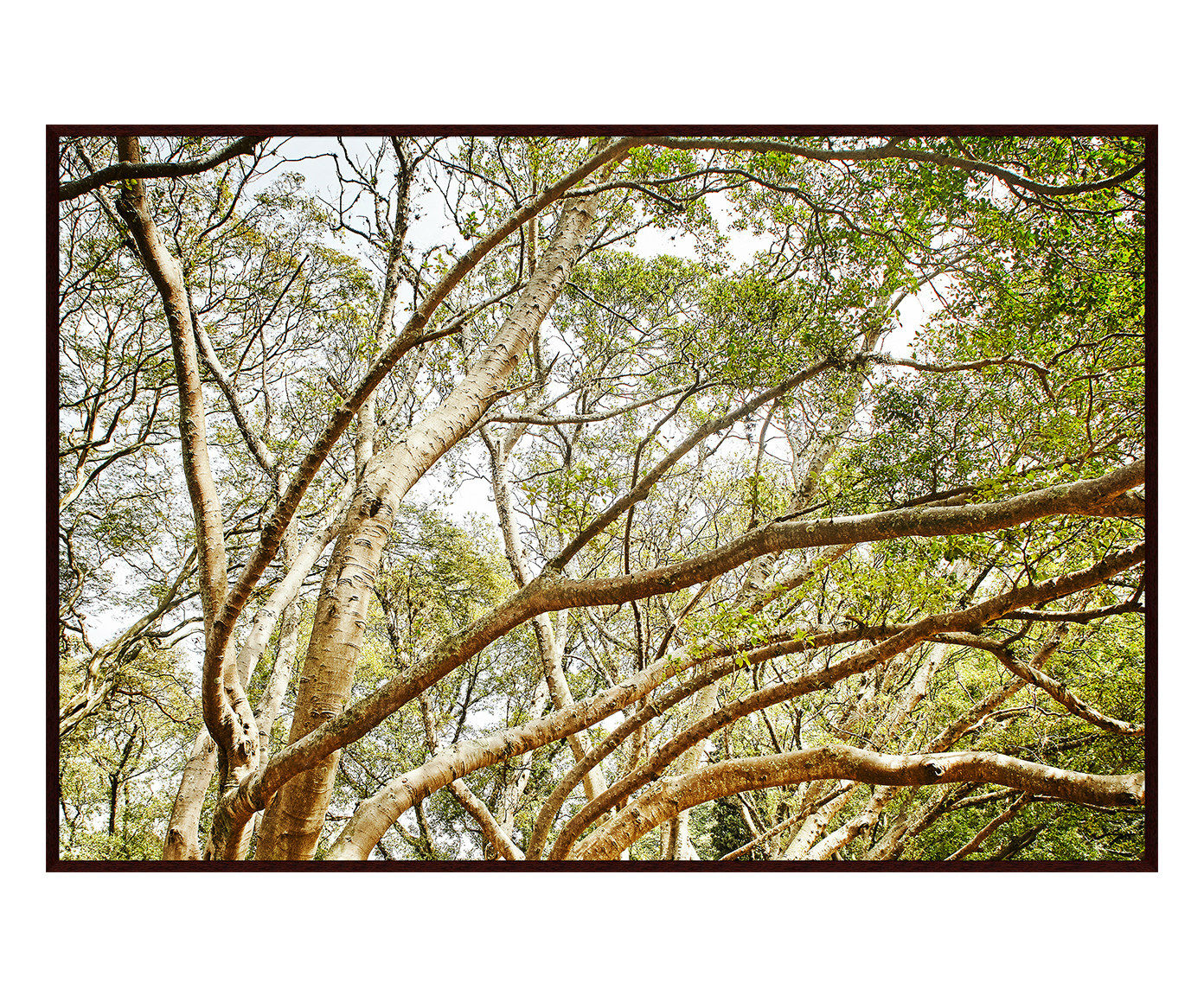 Quadro Save The Forest V image number 0