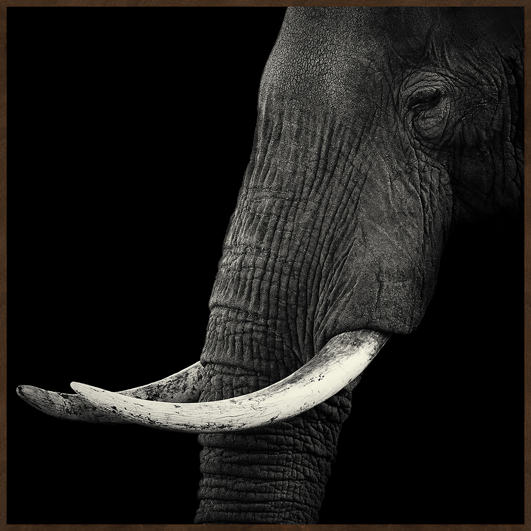 EYES OF NATURE (MD1082) - 60X60 60x60cm - image 0