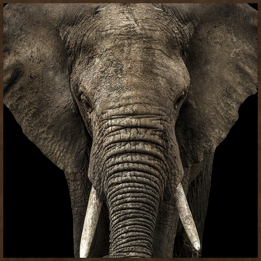 EYES OF NATURE (MD1082) - 60X60 60x60cm - image 0