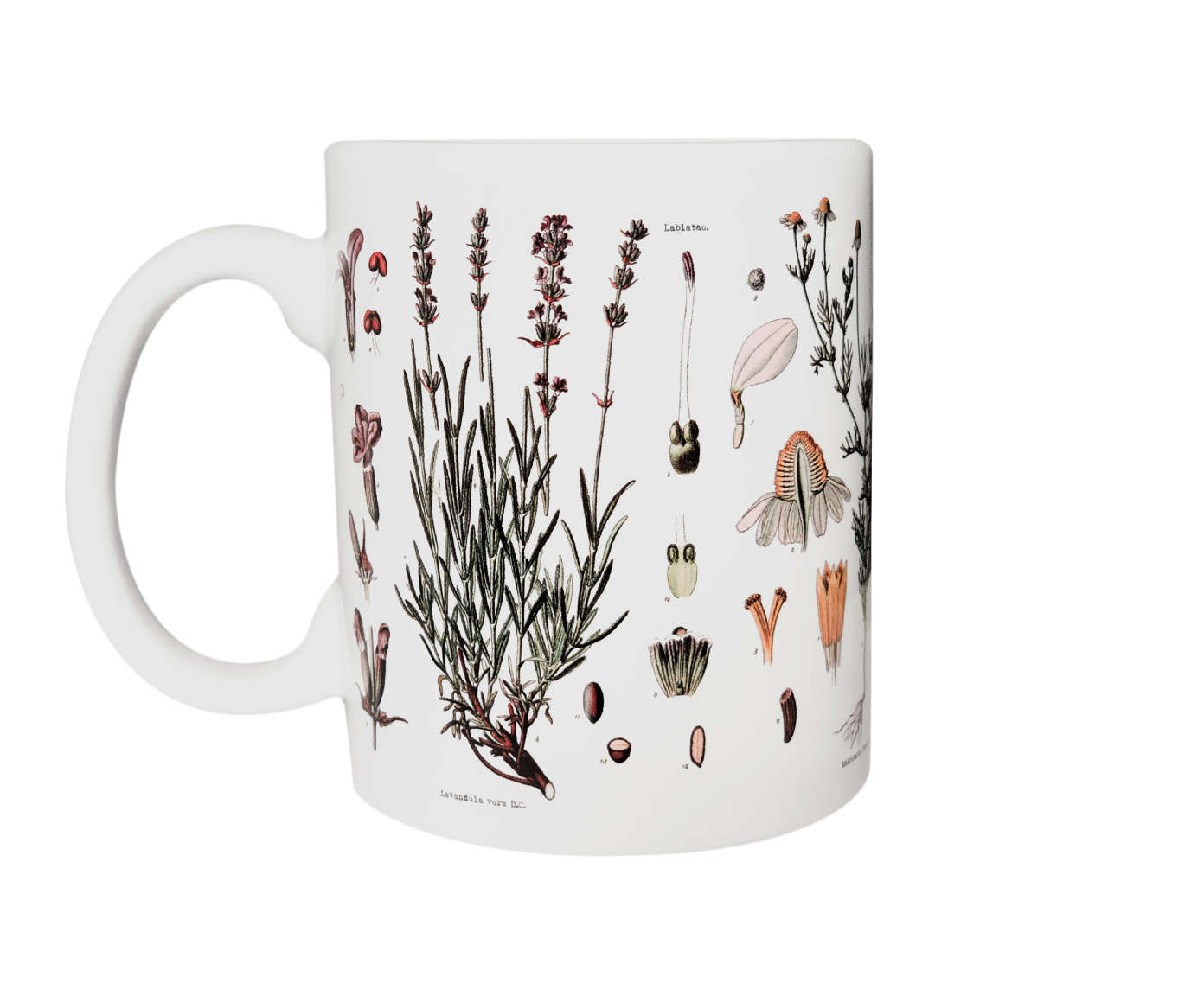 Caneca Herbarium image number 6