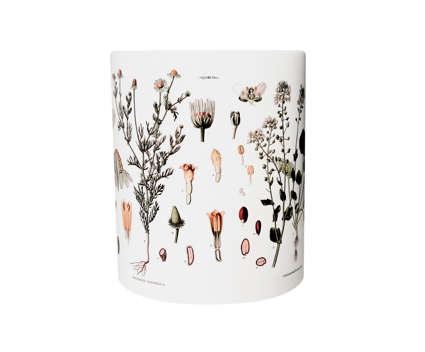 Caneca Herbarium image number 1