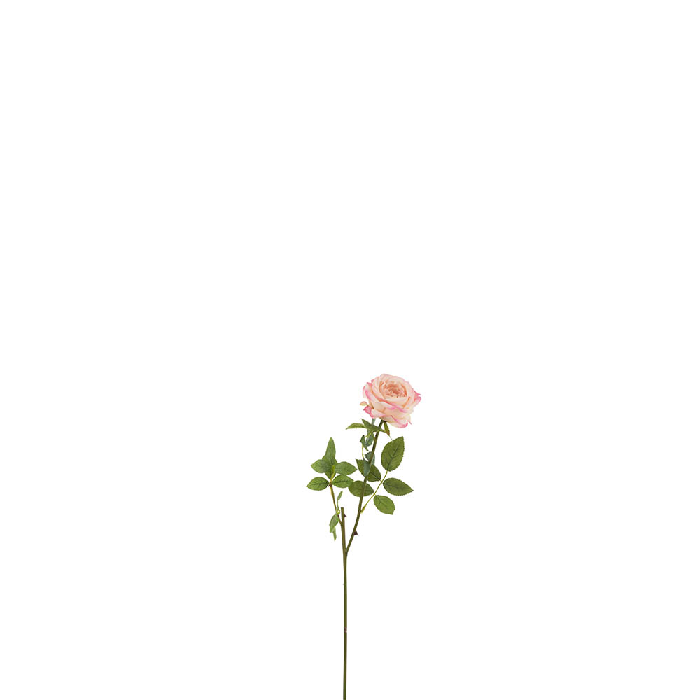Planta Margarida Rosa Rosa - image 0