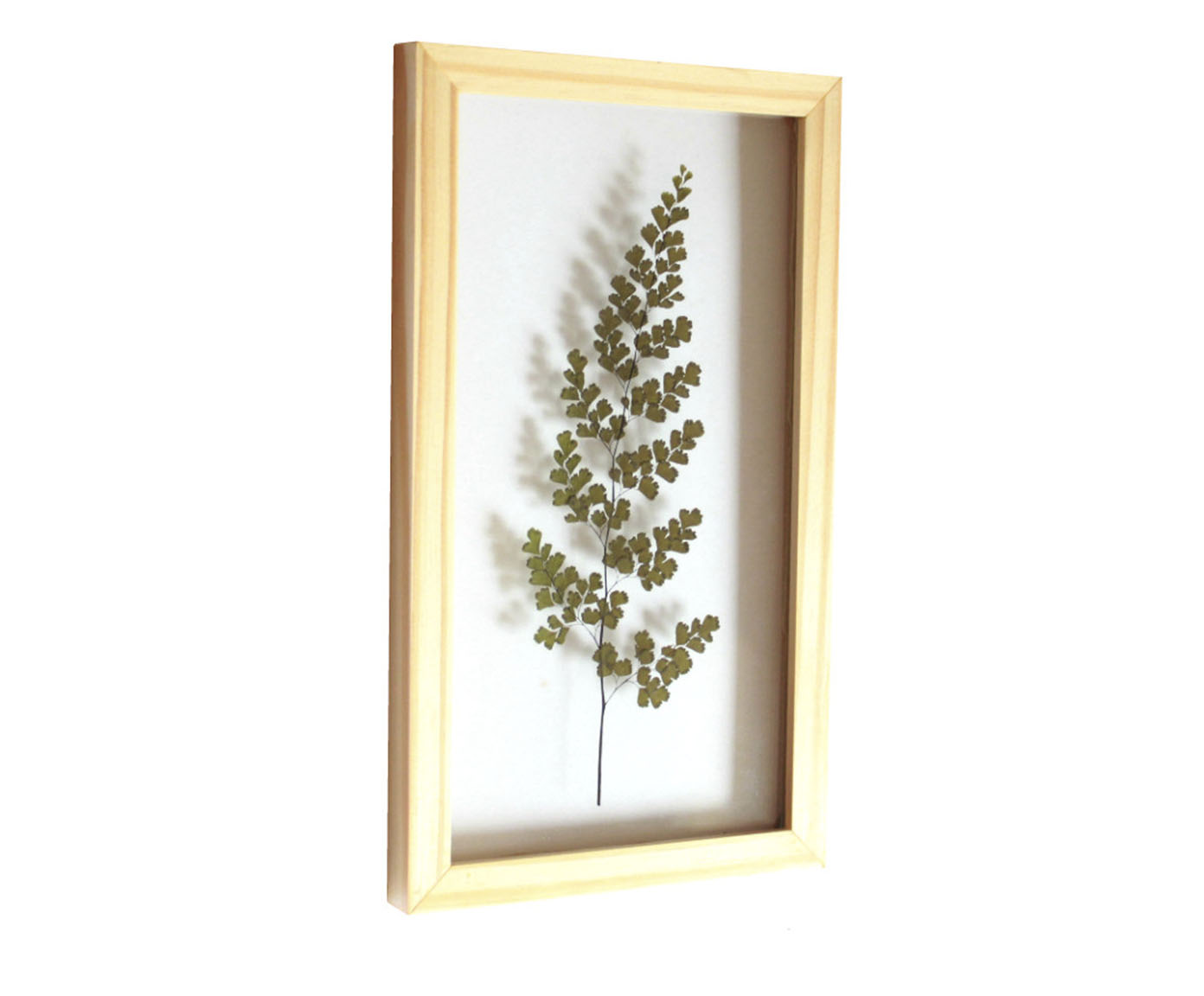 Quadro Avenca Pinus image number 1