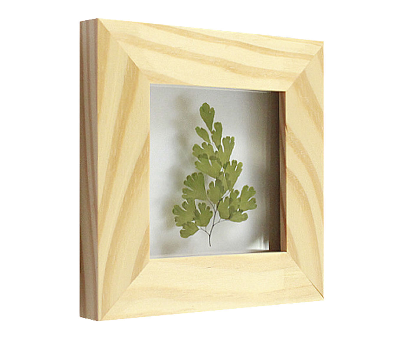 Quadro Avenca Pinus image number 1