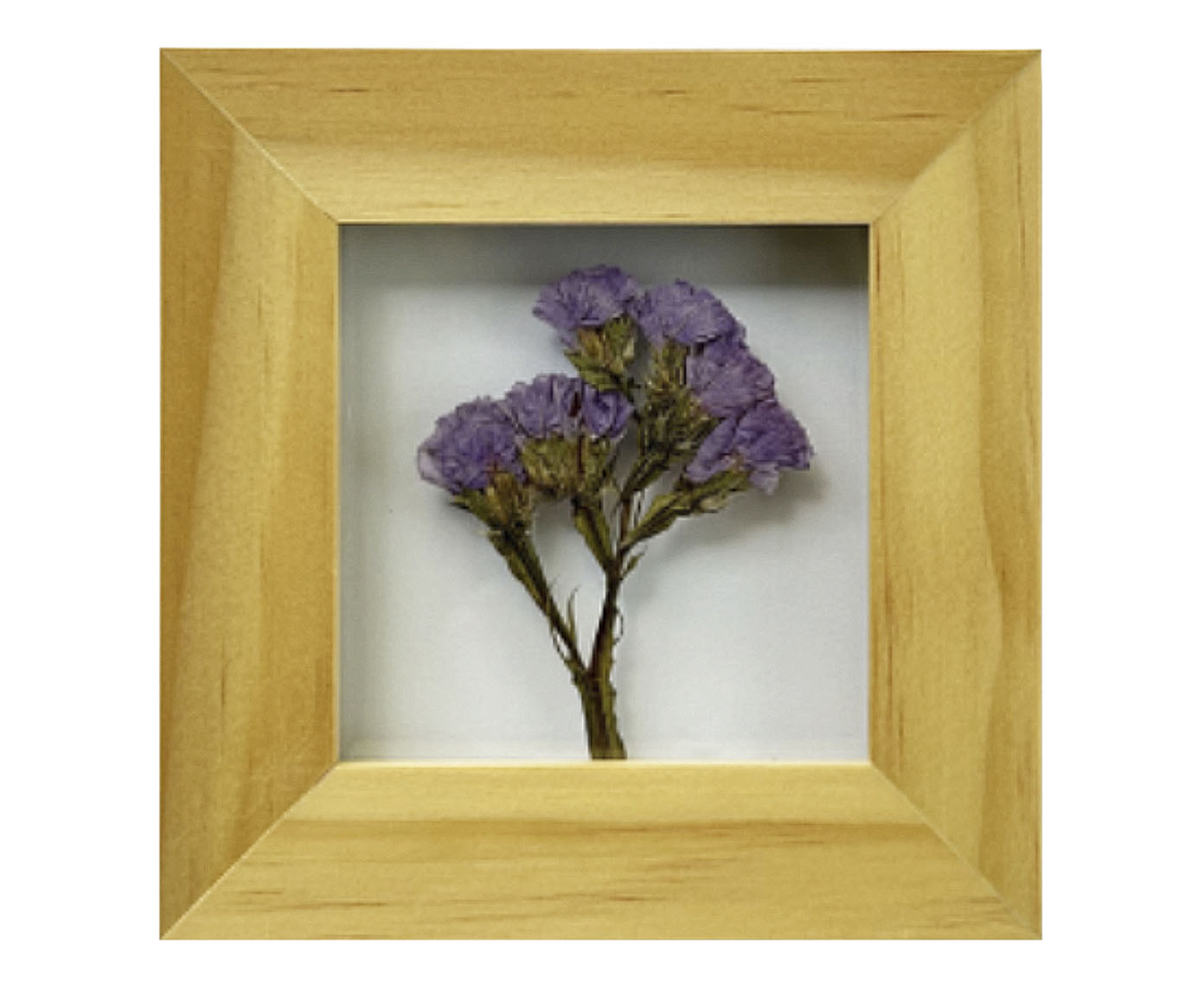 Quadro Statice Pinus image number 0