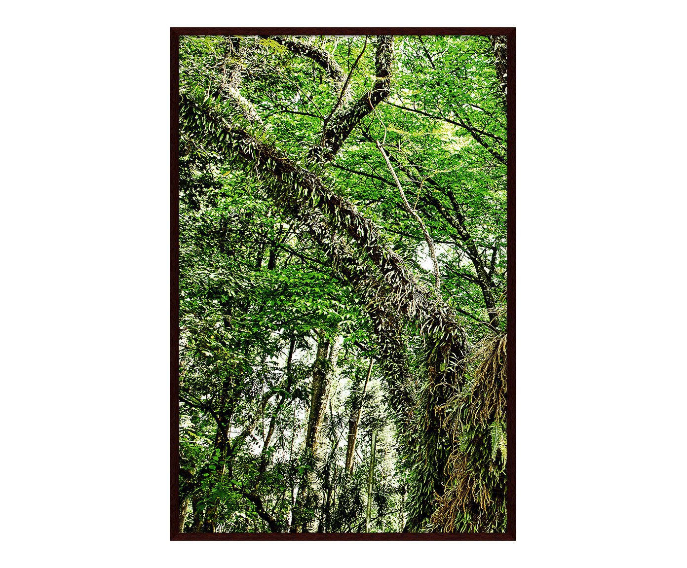 Quadro Save The Forest lll image number 0