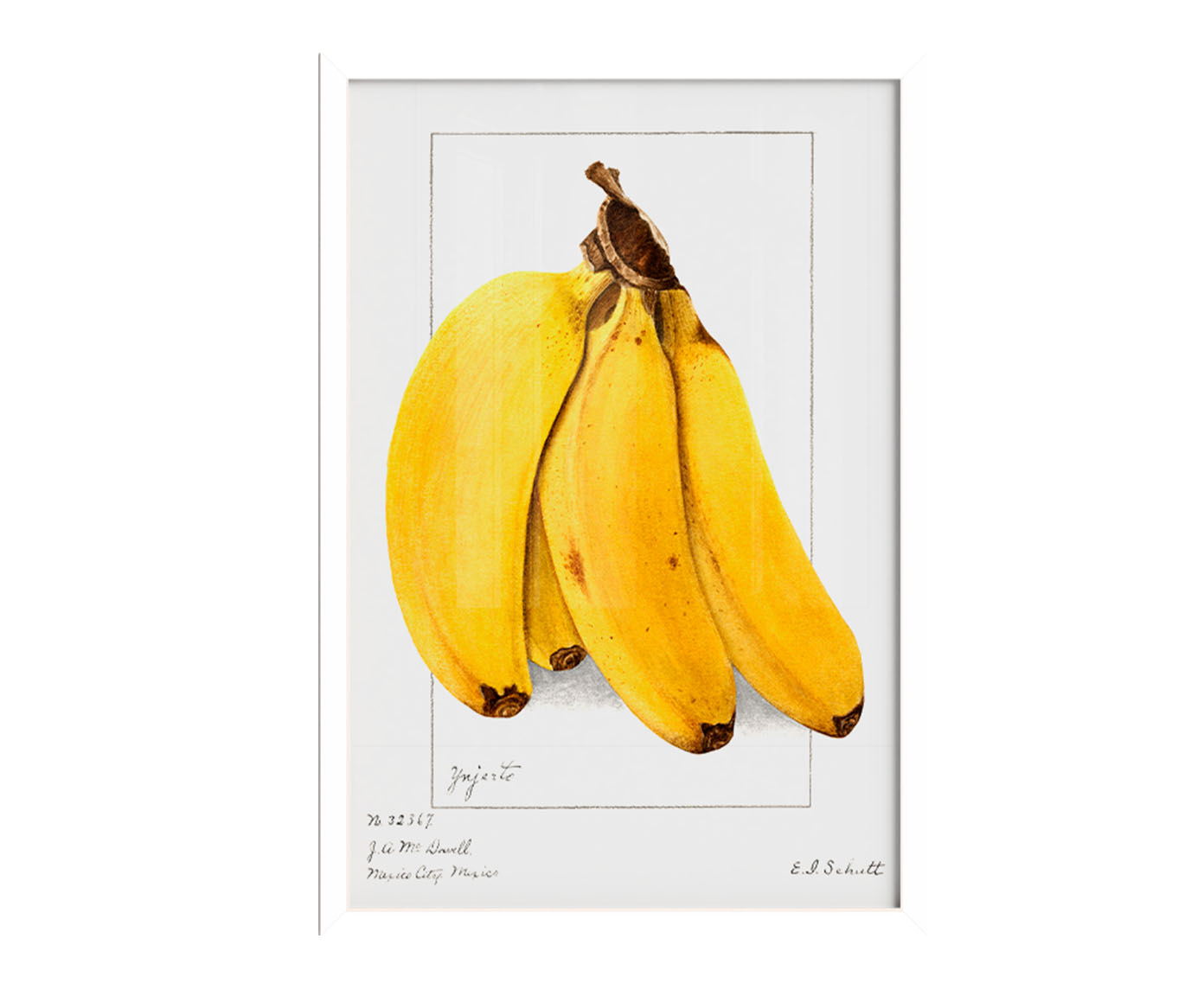 Quadro Banana Vintage com Moldura Branca - image 1