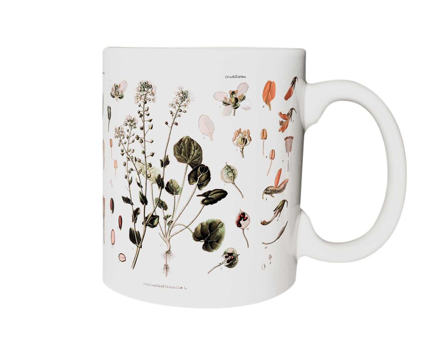 Caneca Herbarium image number 0