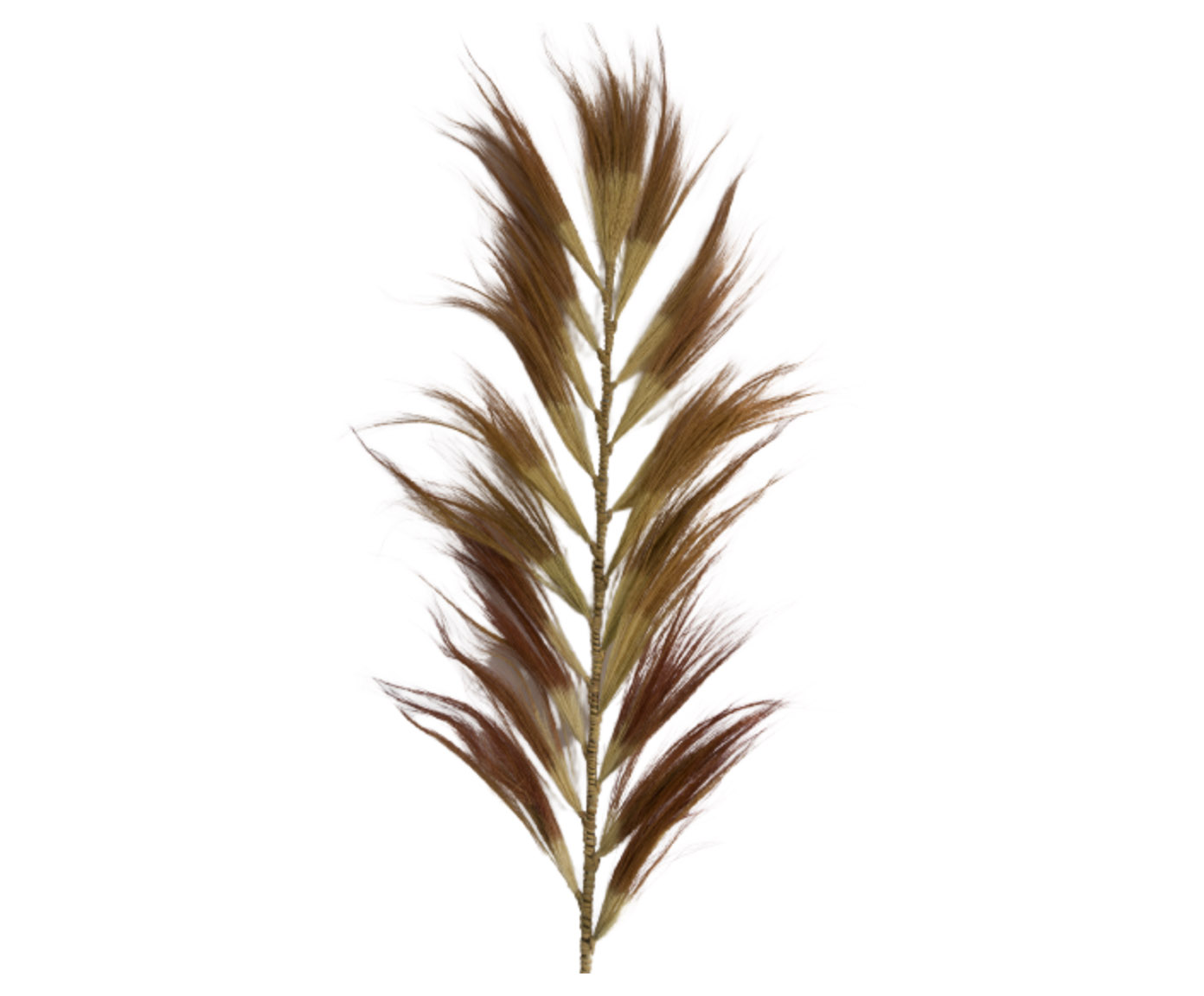 Capim dos Pampas Kawe - 2 m image number 1