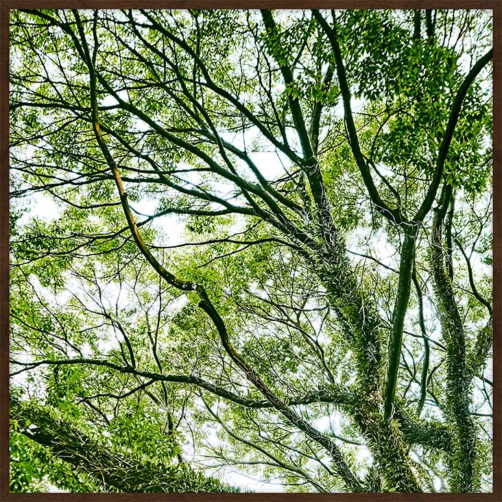 Quadro com Vidro Paisagem &Aacute;rvore II - image 0