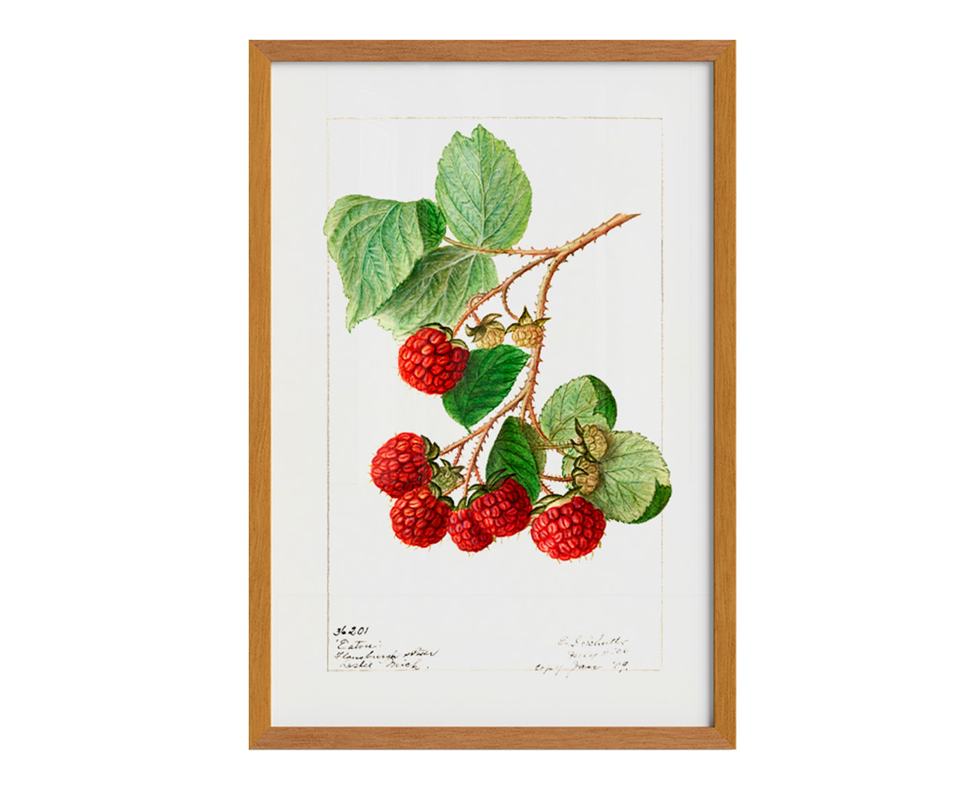Quadro Framboesa Vintage com Moldura em Madeira image number 0