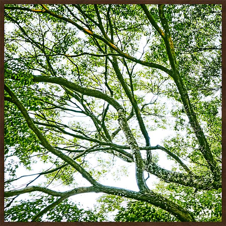 Quadro com Vidro Paisagem &Aacute;rvore I - image 0
