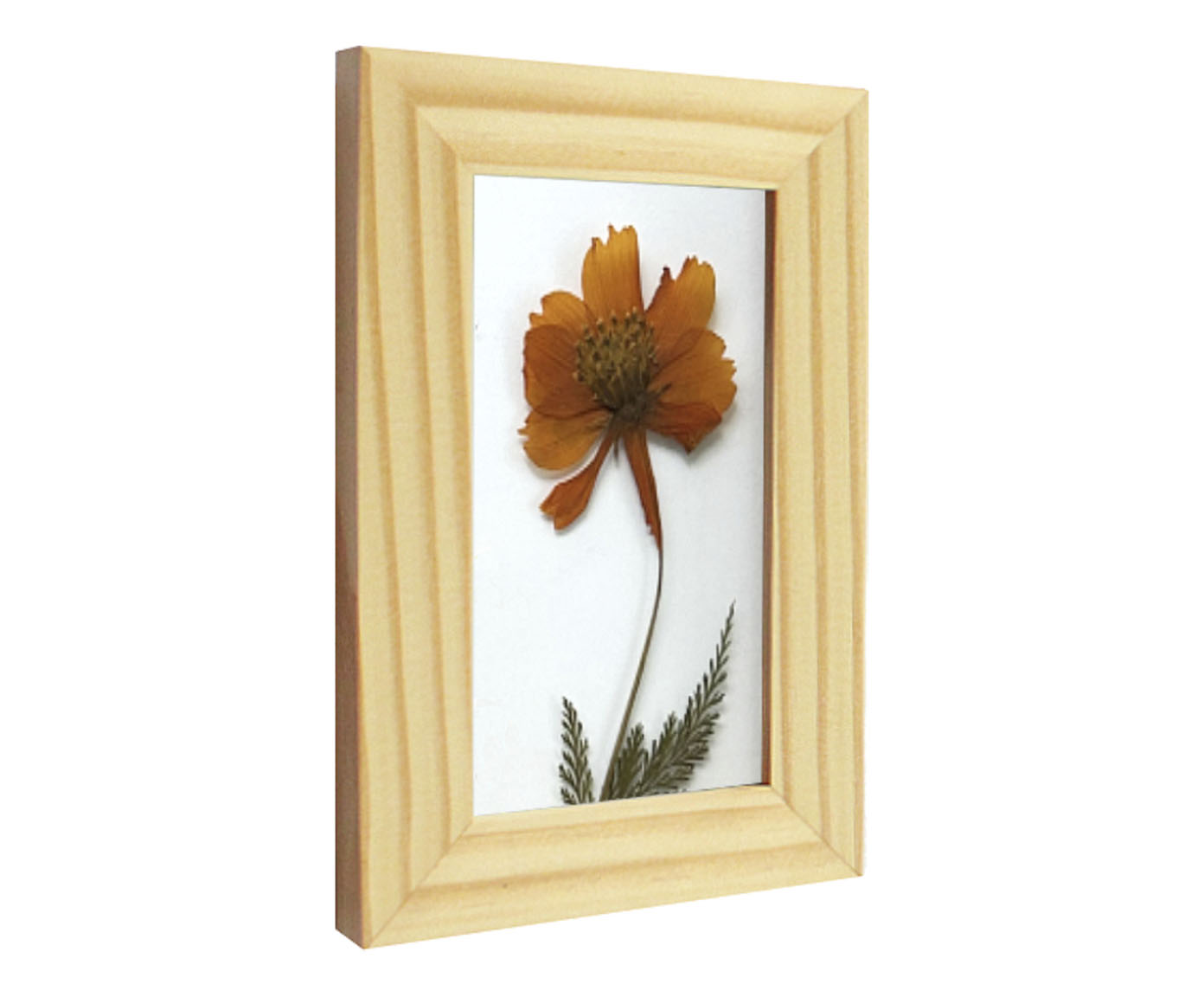 Quadro Cosmos Pinus image number 1