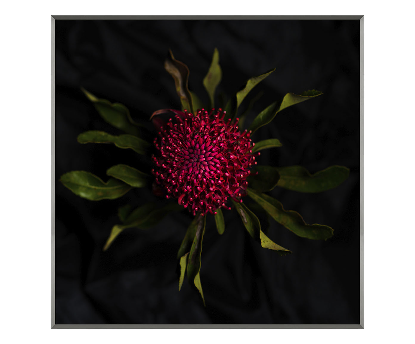 Quadro Waratah -  Nicole Wells - image 0