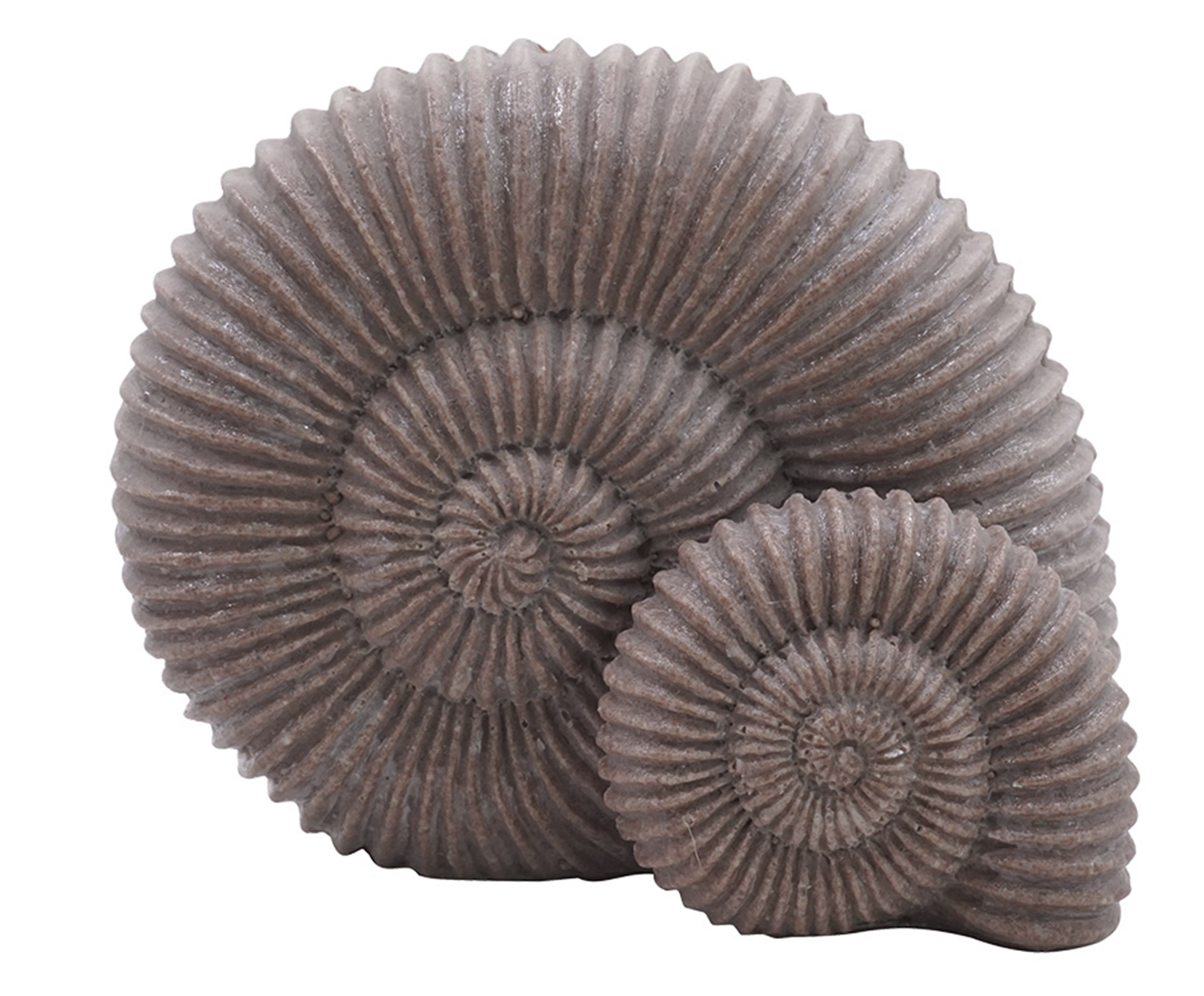 Adorno Decorativo Conchas Ammonite Cinza - image 0