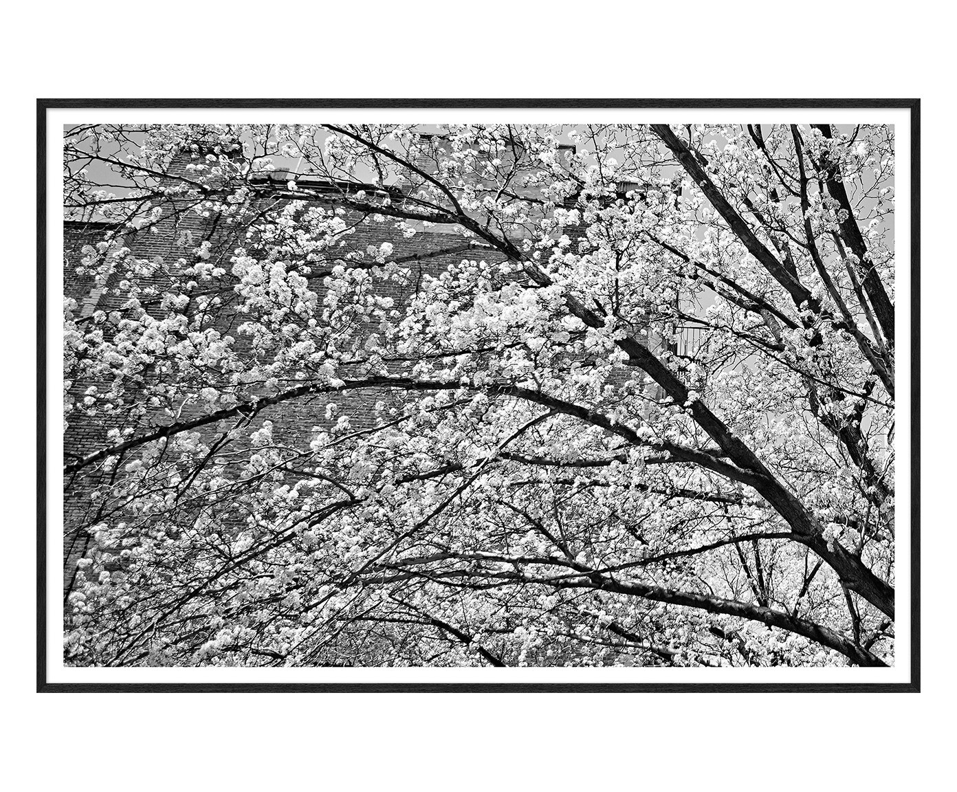 Quadro White Cherry Nova York - Preto e Branco image number 0