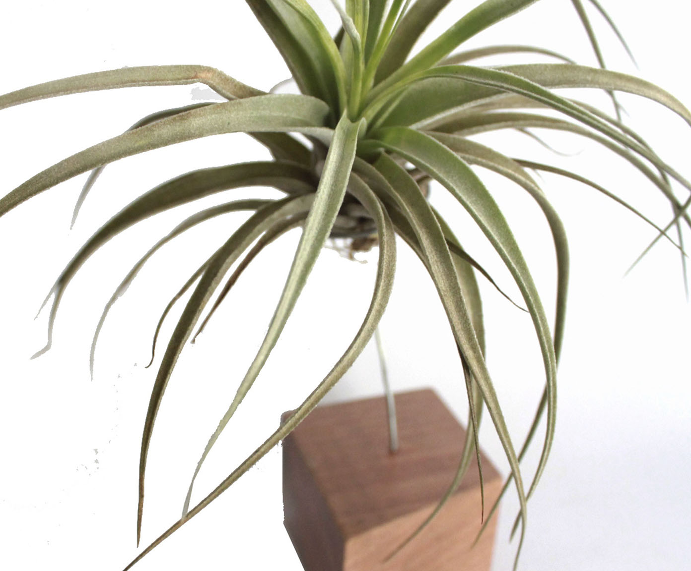 Suporte Tillandsia image number 3