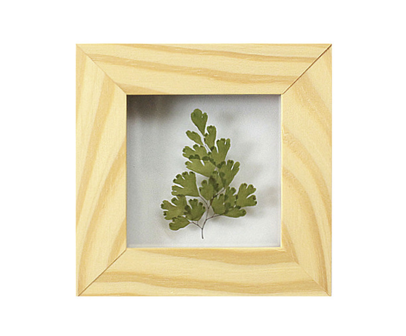 Quadro Avenca Pinus image number 0