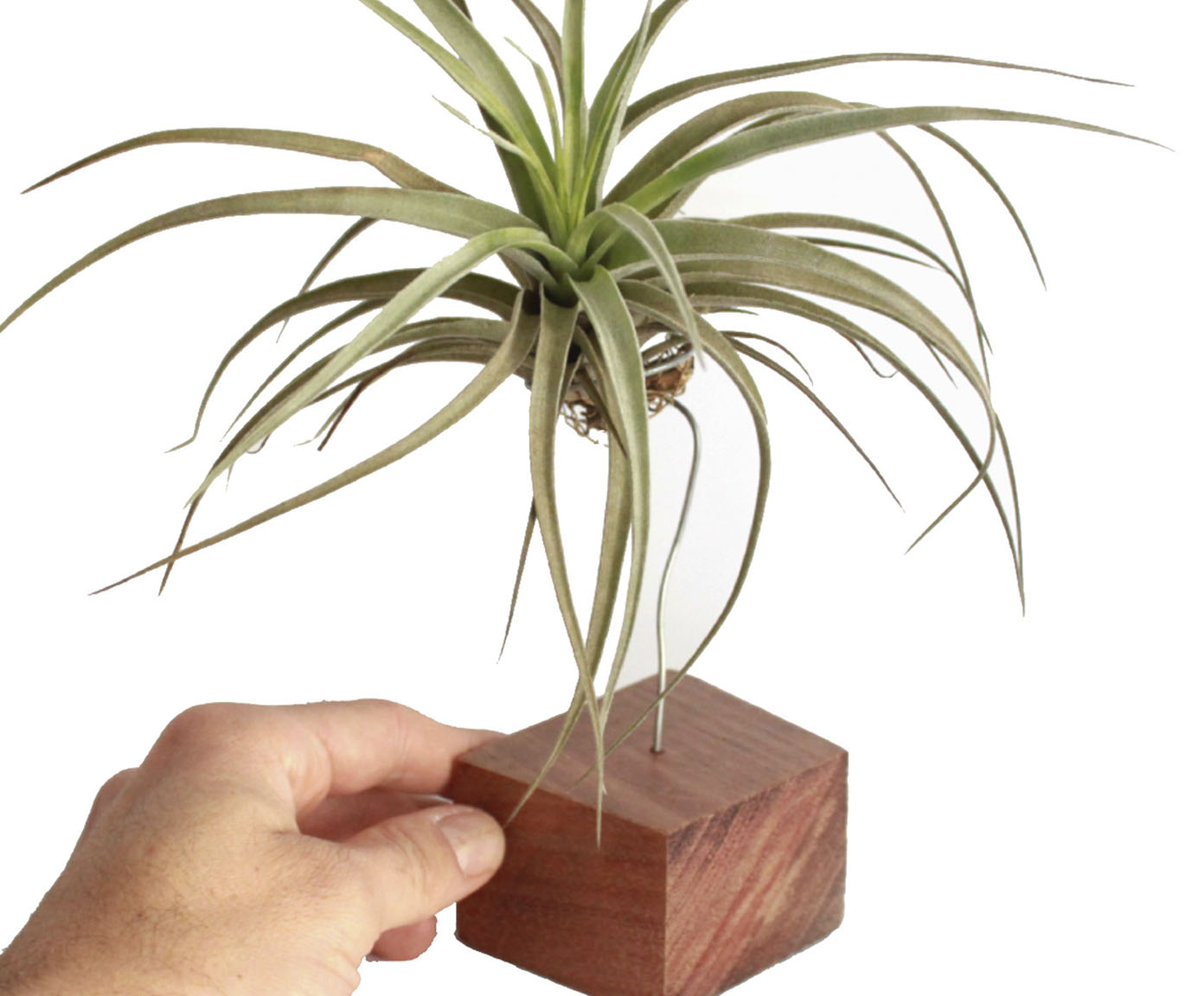 Suporte Tillandsia image number 1