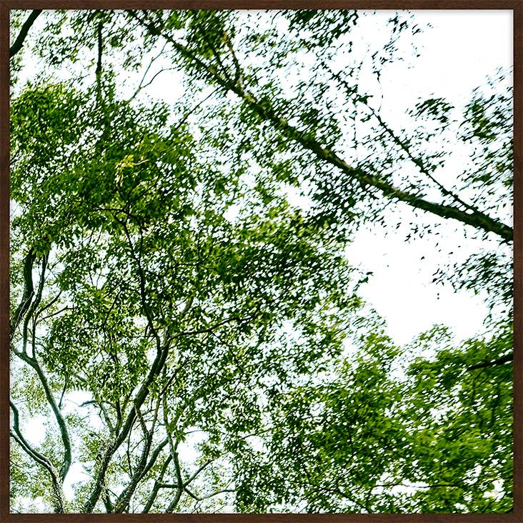 Quadro com Vidro Paisagem &Aacute;rvore III - image 0