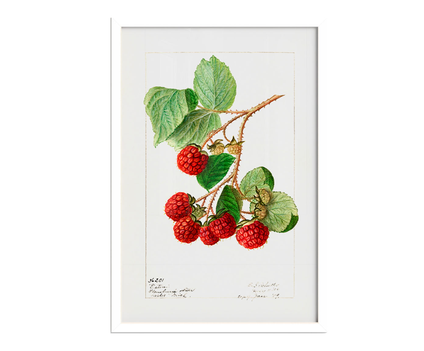 Quadro Framboesa Vintage com Moldura Branca - image 1