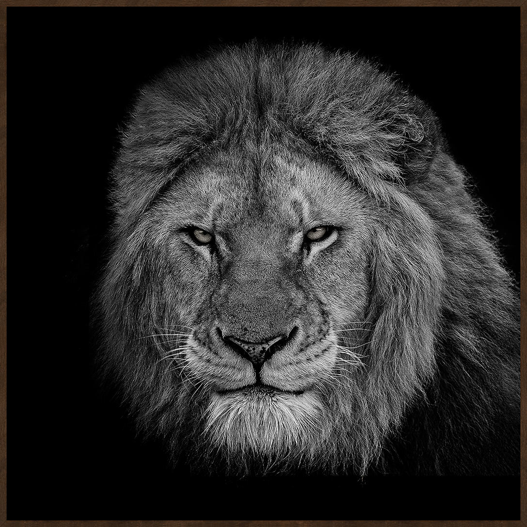EYES OF NATURE (MD1082) - 60X60 60x60cm - image 0