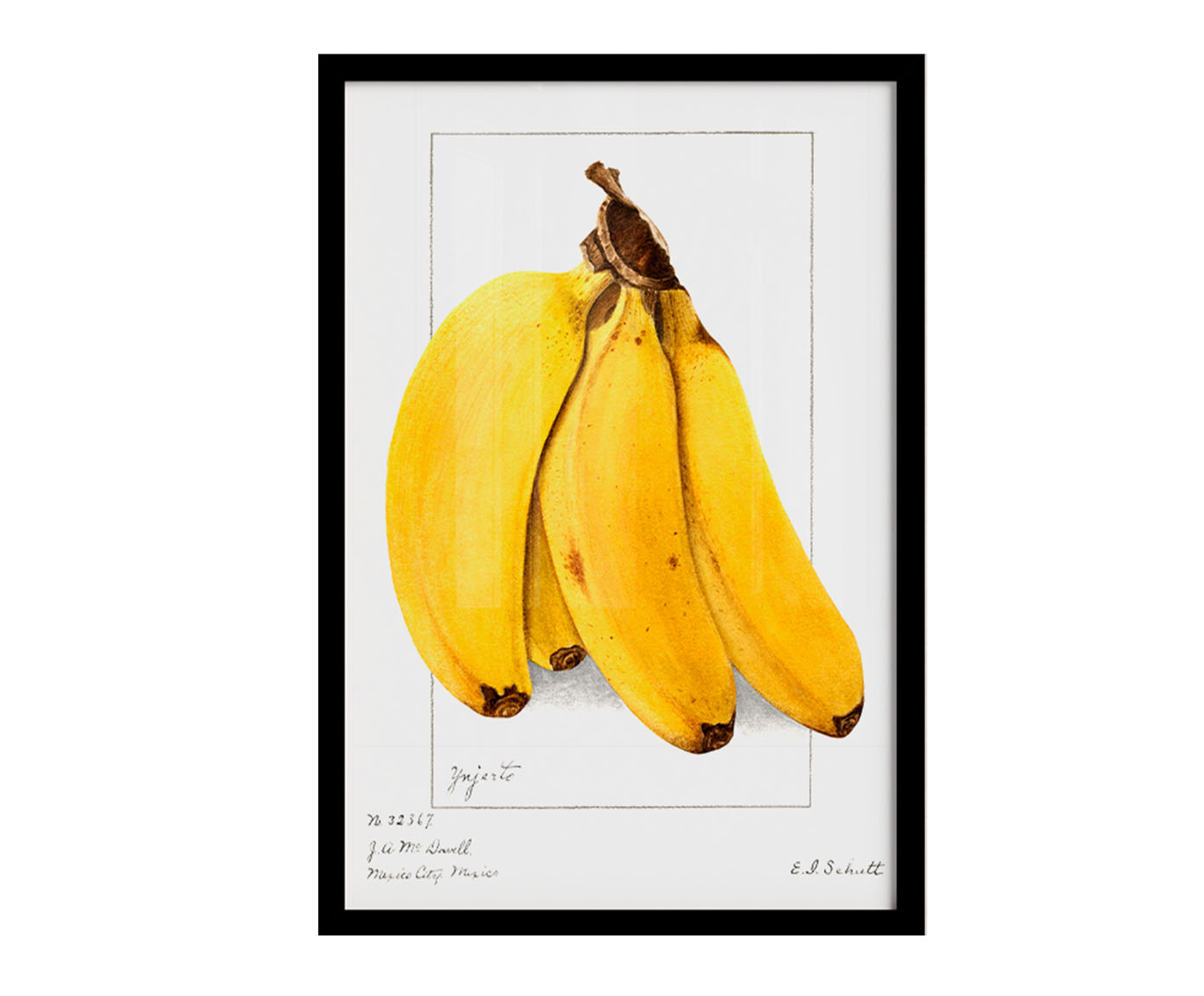 Quadro Banana Vintage com Moldura Preta - image 1