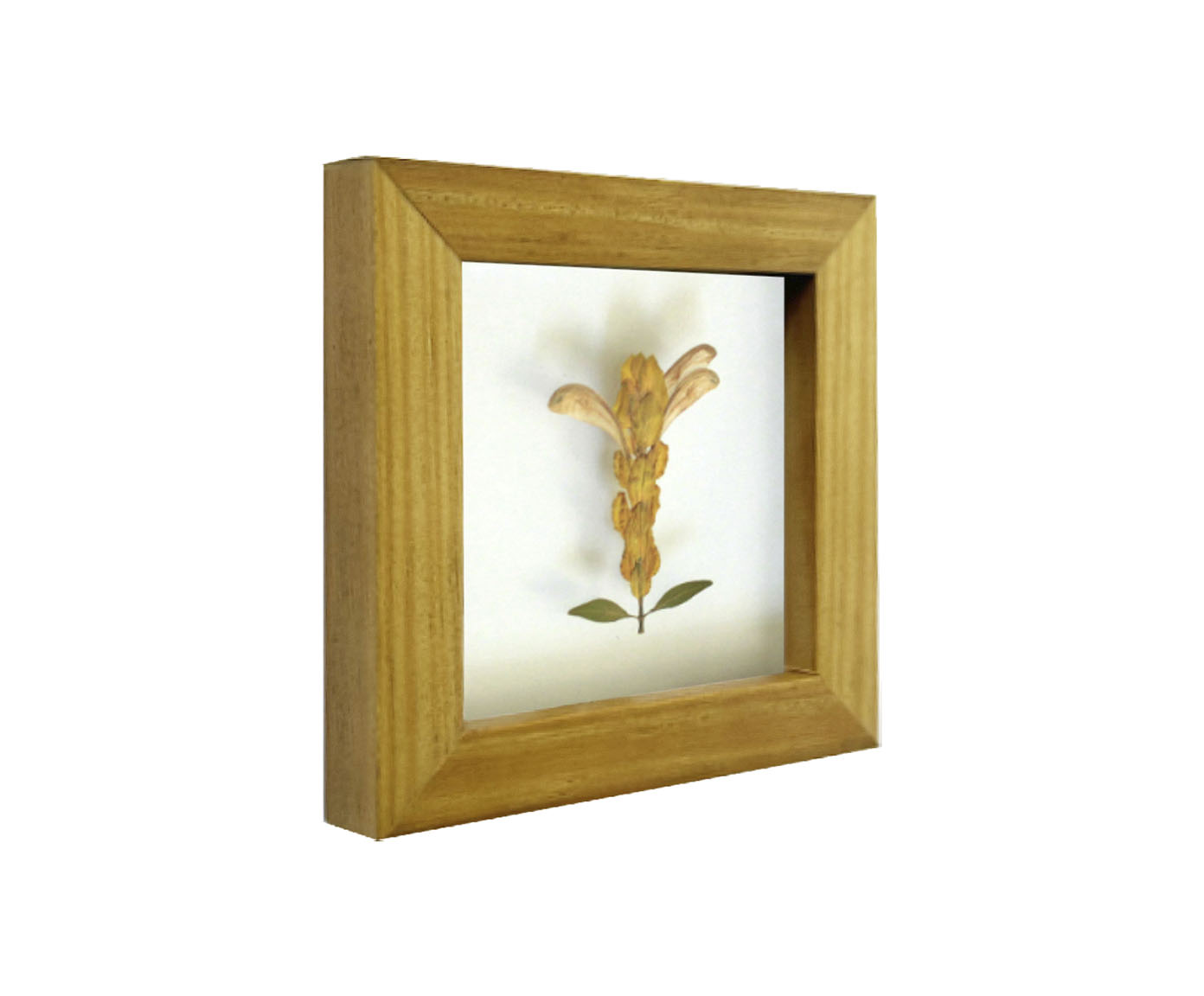 Quadro Camar&atilde;o Imbuia image number 1