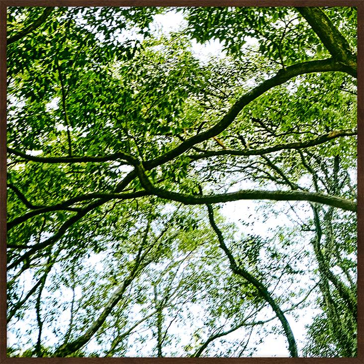 Quadro com Vidro Paisagem &Aacute;rvore IV - image 0