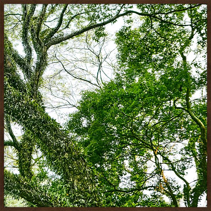 Quadro com Vidro Paisagem &Aacute;rvore IY - 62X62 - image 0