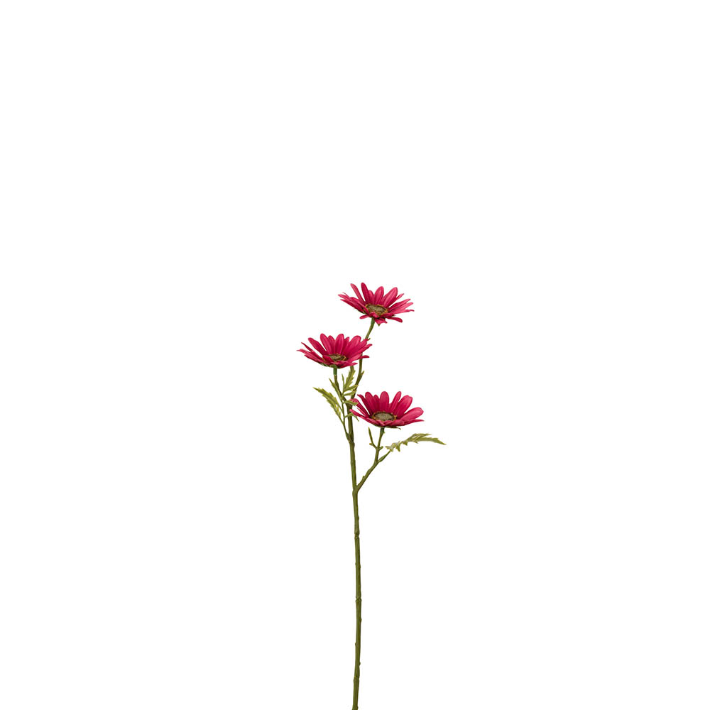 Planta Margarida Fucsia - image 0
