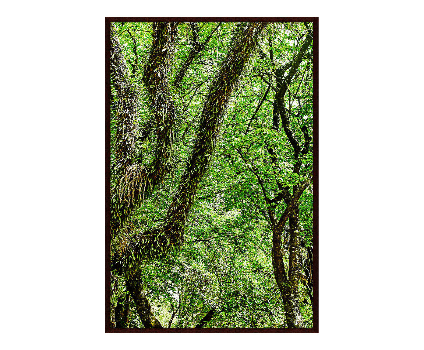 Quadro Save The Forest l image number 0