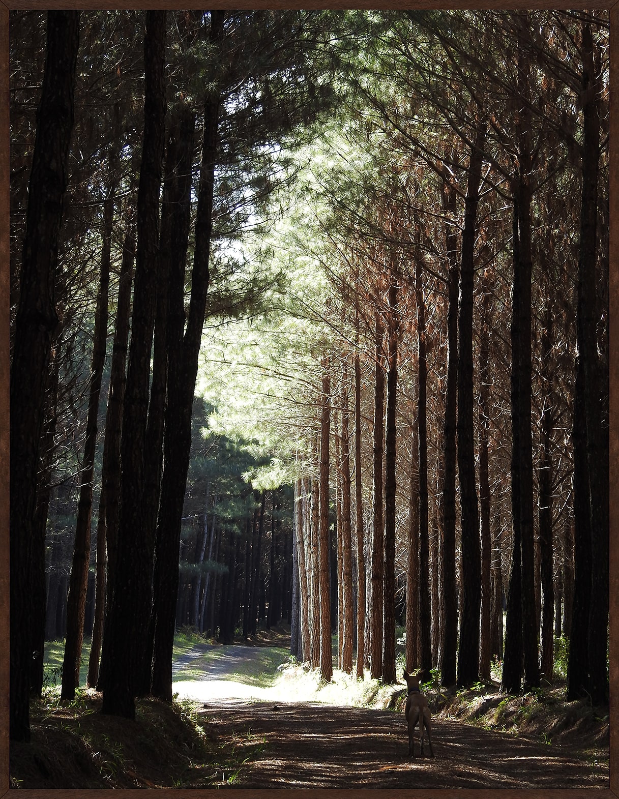 FLORESTA DE LENGAS - ( MD1241 ) 70x50cm image number 0