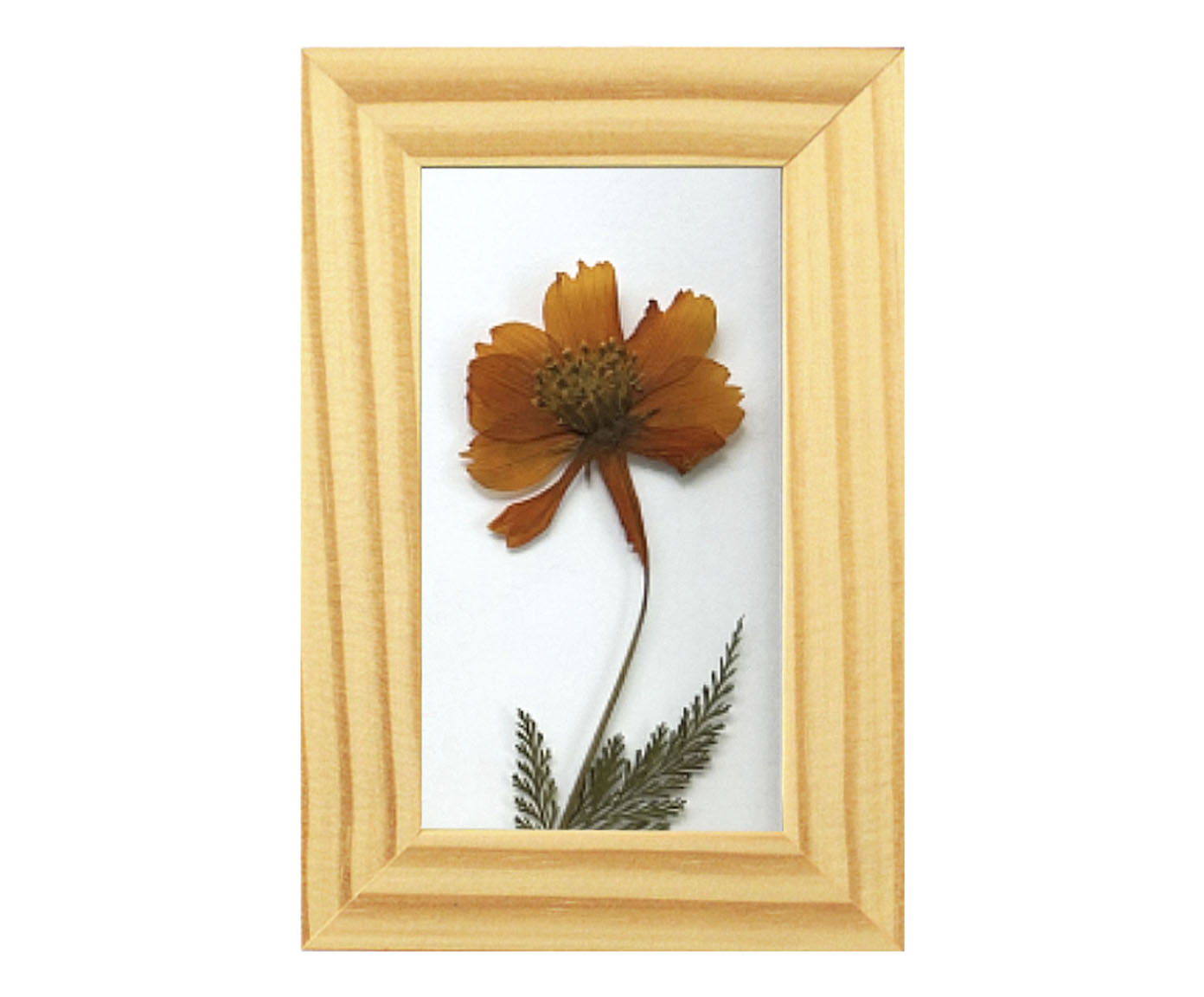 Quadro Cosmos Pinus image number 0