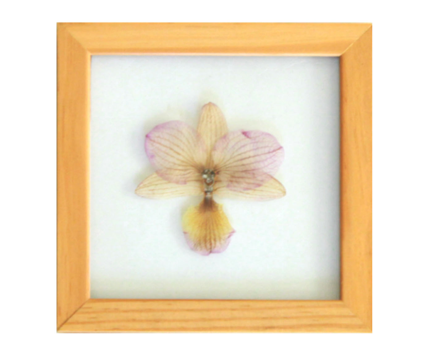 Quadro Orqu&iacute;dea Pinus image number 0