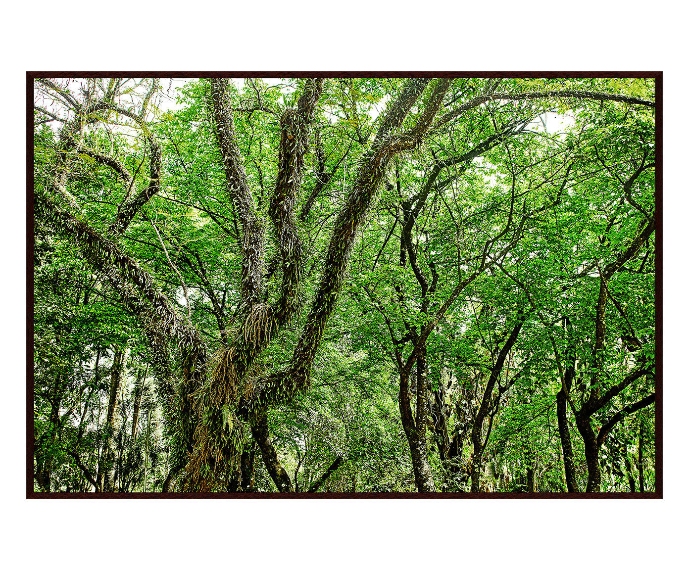 Quadro Save The Forest lV image number 0