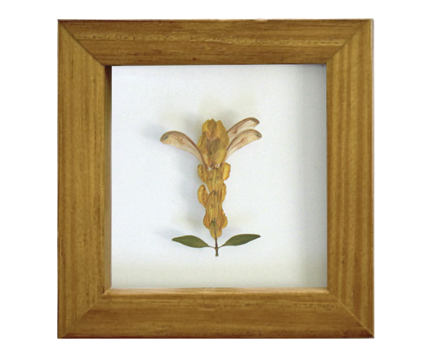 Quadro Camar&atilde;o Imbuia image number 0