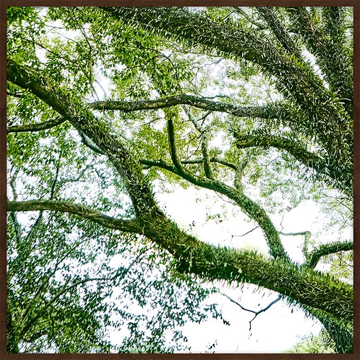 Quadro com Vidro Paisagem &Aacute;rvore IZ - 62X62 - image 0