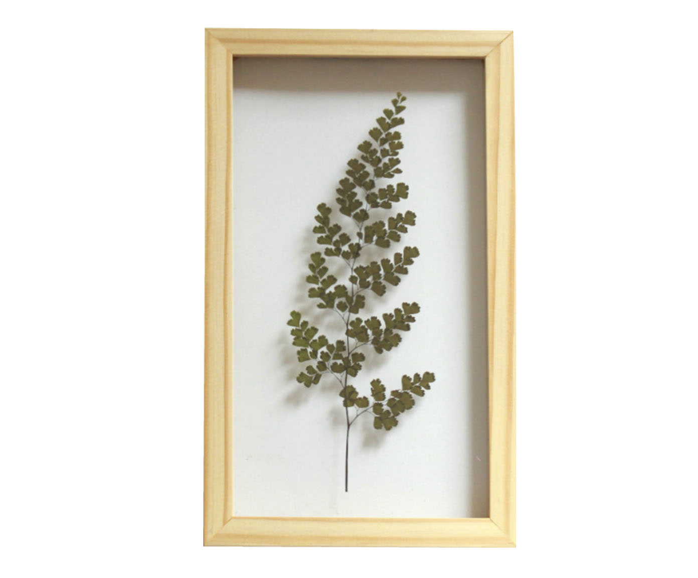 Quadro Avenca Pinus image number 0